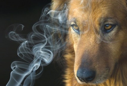 Pets-Harmed-and-Killed-by-Secondhand-Smoke