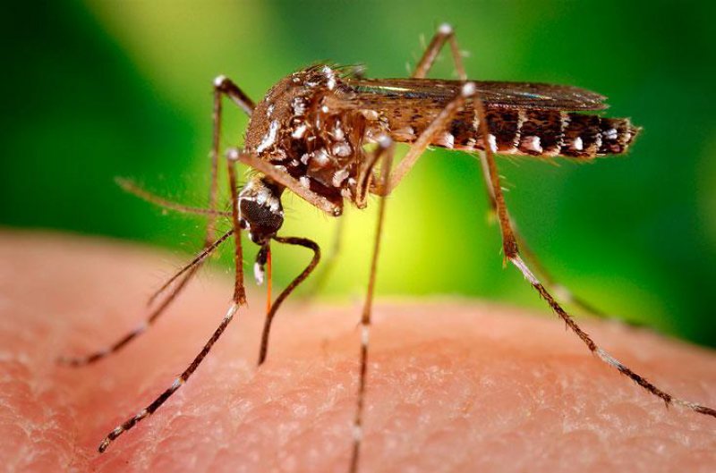 virusul-zika, tantar
